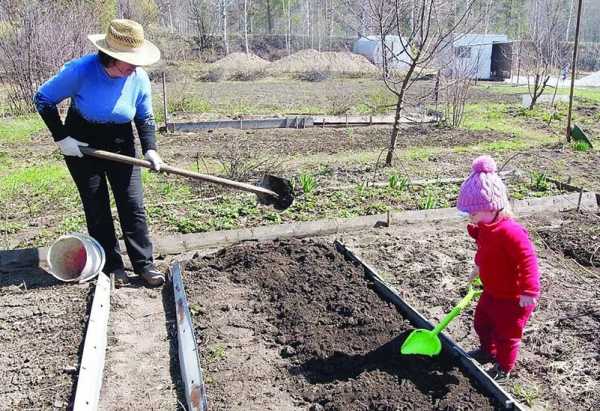 Огурцы Сибирская гирлянда – это ваш лучший выбор для выращивания на дачном участке